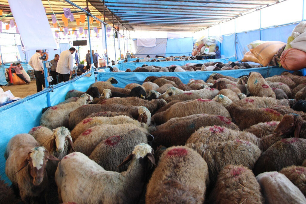 قیمت دام زنده در ایام محرم چقدر است؟